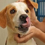 Evento de adoção de cães e gatos durante o Sana 2019